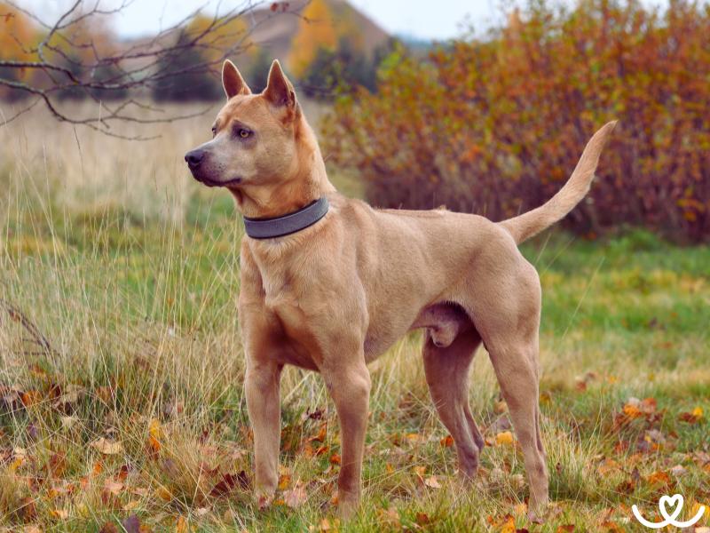 Psi-plemeno-thajsky-ridgeback (1)